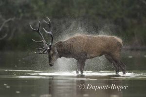 Un quatorze cors s’ébroue dans l’eau d’un étang de Sologne