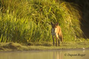 Jeune renard avec les pattes recouvertes de boue au bord d’un étang tôt le matin