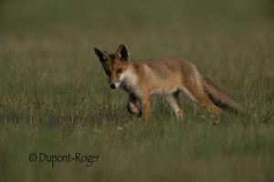Jeune renard à l’écoute des sauterelles dans une prairie en Sologne.