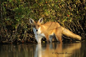 Renard dans l’eau à mi-pattes