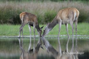 Reflet d’une biche et faon buvant dans l’eau d’un étang de Sologne