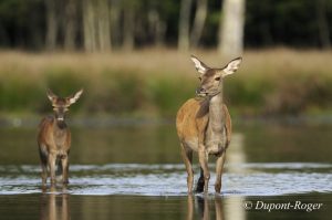 Une biche et son faon traverse un étang de Sologne en fin d’après-midi