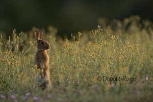 Lapin en chandelier à l’écoute dans un pré au milieu des fleurs de pissenlits et de mauves.