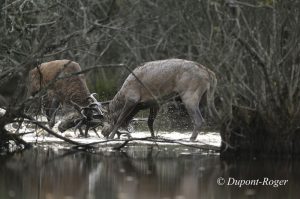 Deux cerfs se battent dans un étang de Sologne