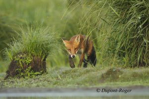 Dans la queue d’étang, un renard passe entre deux carex