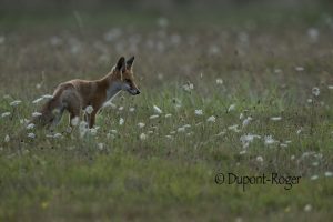 Renard chassant au milieu des carottes sauvages