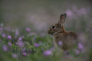 Lapin de garenne assis dans les mauves prés de son terrier. (Réalisé en affût coucher)