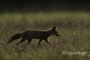 Jeune renard à contre-jour qui traverse un pré