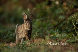 Lapin de garenne qui bondit