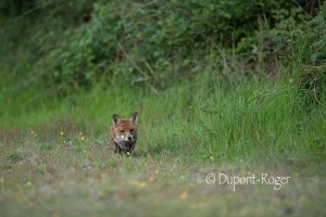 Renarde à l'arrêt prête à bondir sur sa proie