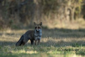 Renard au pelage d’hiver photographié en fin d’après-midi