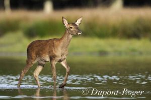 Un faon de cerf traverse l’étang pour rejoindre sa mère