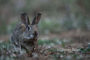 Lapin de garenne manquant son territoire avec ses glandes sous le menton