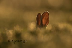 Lapin de garenne en contre-jour qui montre grâce au soleil la transparence de ses oreilles