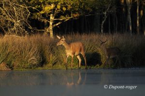 Une biche et son faon sortent des joncs pour apparaitre dans la lumière du soir