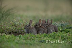 Cinq lapereaux de la même famille à la sortie du terrier.