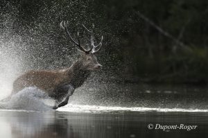 Cerf qui a perdu le combat et traverse l’étang en courant