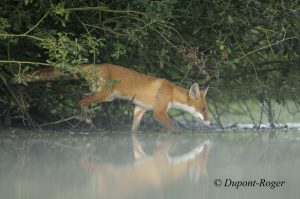 Jeune renard commence la traversée d’un bras mort d’étang