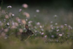 Lapin de garenne au milieu des mauves en contre-jour