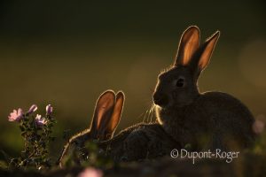 Deux lapins de garenne sont blottis l’un près de l’autre profitant des derniers rayons du soleil.