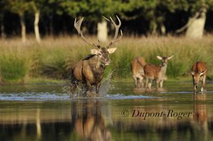 Cerf marchant dans l’eau pour rassembler ses biches