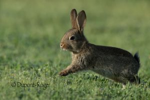 Jeune lapin de garenne en train de bondir dans l’herbe
