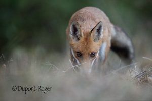 Portait de renard au ras du sol