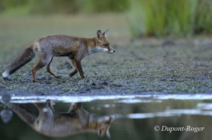 Reflet d’un renard pendant l’heure bleue