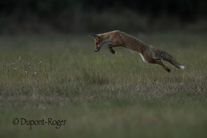 Renard mulotant les mulots.