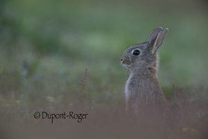 Lapereau en chandelier dans l’oseille sauvage.