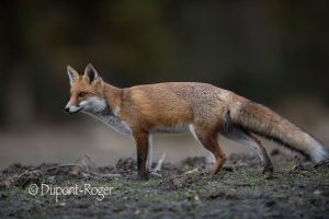 Renard de profil sur le bord d’un étang en fin d’été