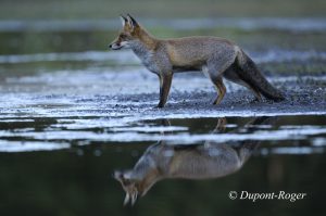 Reflet d’un renard aux dernières lueurs