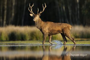 Cerf de profil marchant dans l’eau