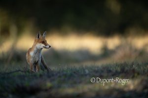 Renard prête attention au moindre bruit dans la queue d’un étang.