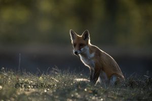 Renard assis en contre-jour