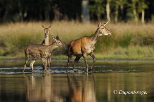 Le trio biche, bichette, faon rejoignent la berge de l’étang après la souille