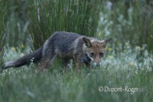 Vieux renard en chasse sur la berge d’un étang fleuri au mois de mai.