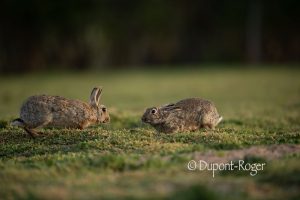 Deux lapins de garenne adulte qui se sentent, afin de savoir s’ils font partis de la même famille